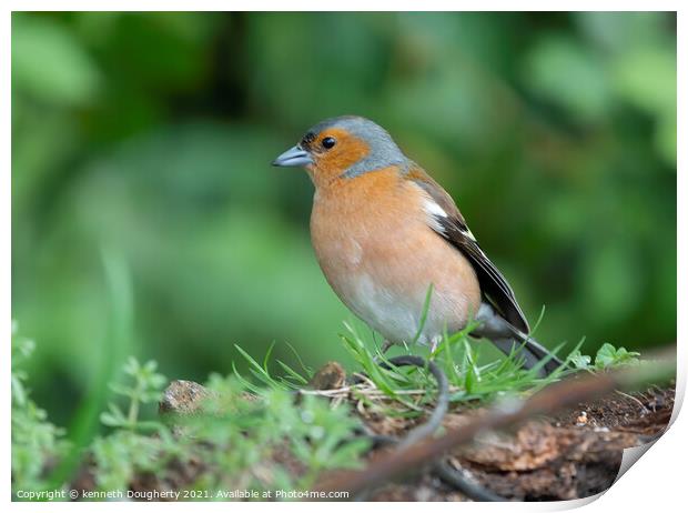 Male Chaffinch. Print by kenneth Dougherty