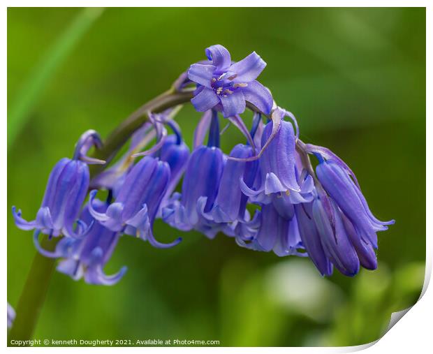 bluebells Print by kenneth Dougherty