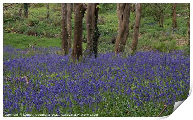 wild bluebells Print by kenneth Dougherty