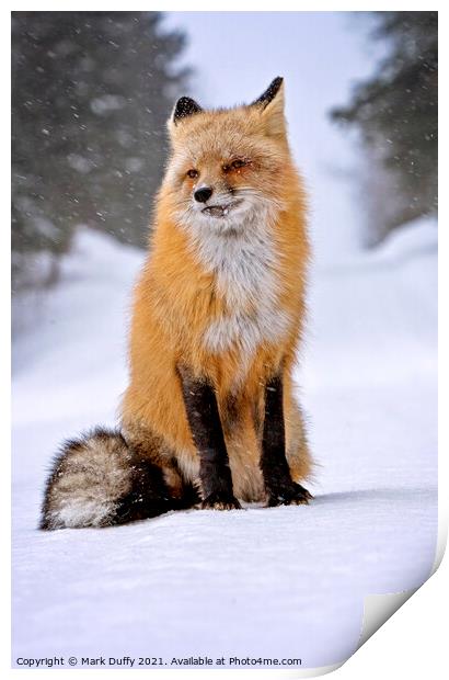 Fox in Winter Print by Mark Duffy
