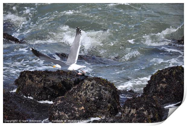 Seagull Taking Flight Print by Sam Robinson