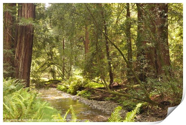 River Through the Redwoods Print by Sam Robinson