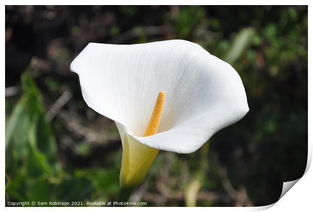 Open Petal Close Up Peace Lily Print by Sam Robinson