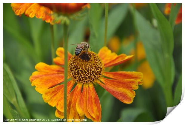 Orange flower  Print by Sam Robinson