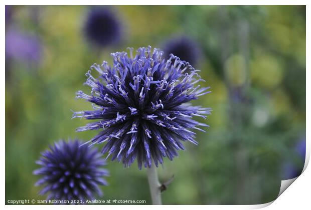 Purple spiky flower Print by Sam Robinson