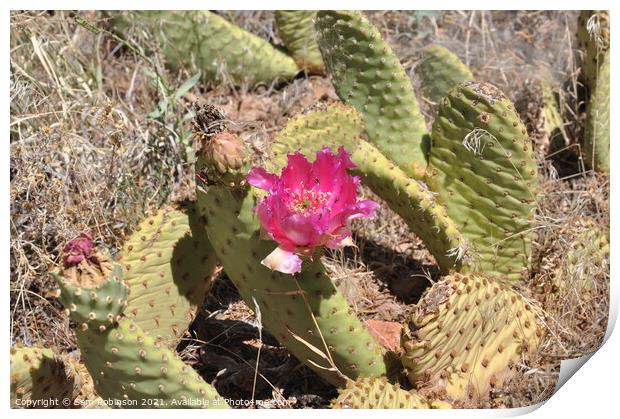 Flowering Desert Cactus Print by Sam Robinson