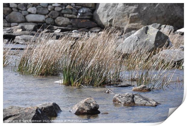 Reeds in Mountain Lake Print by Sam Robinson