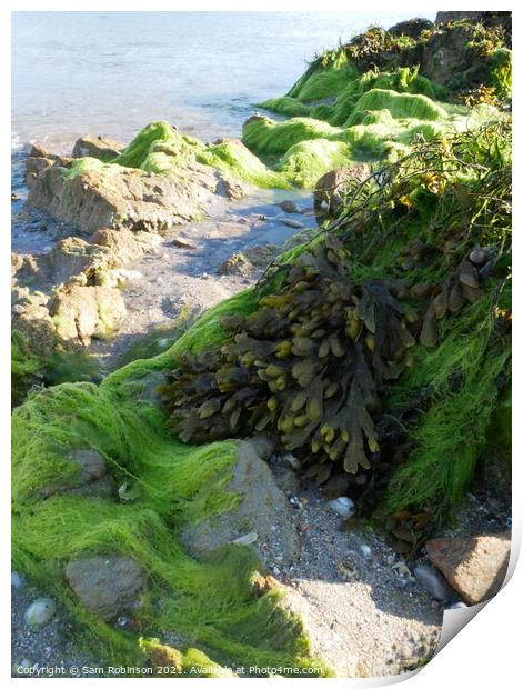 Bright Green Seaweed Covered Rock Print by Sam Robinson