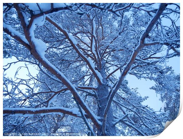 Snow covered Tree branches Print by Sam Robinson