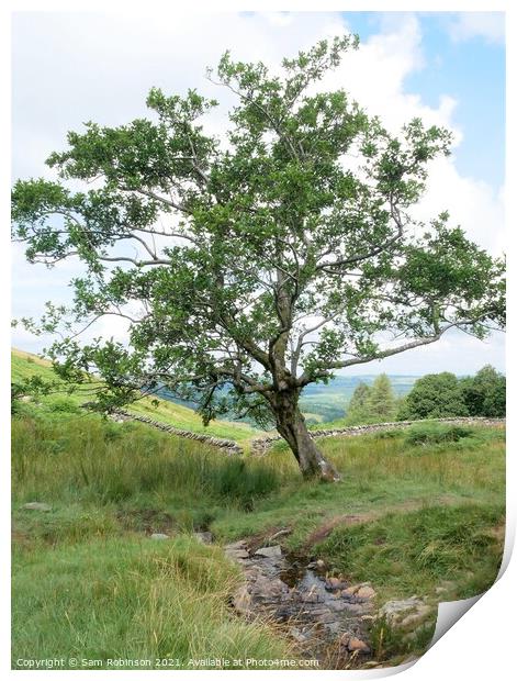 Single Tree by stream Print by Sam Robinson