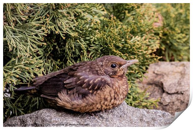 Female blackbird is resting on a rock Print by Csilla Horváth