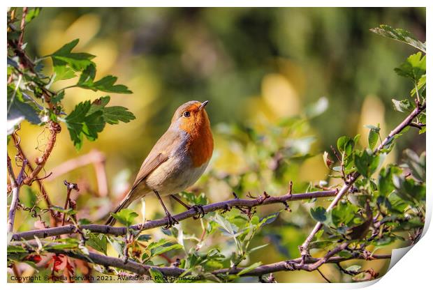 Small robin sunbathing on a tree branch Print by Csilla Horváth