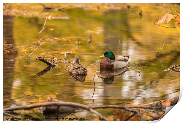 A couple of ducks on a pond Print by Csilla Horváth