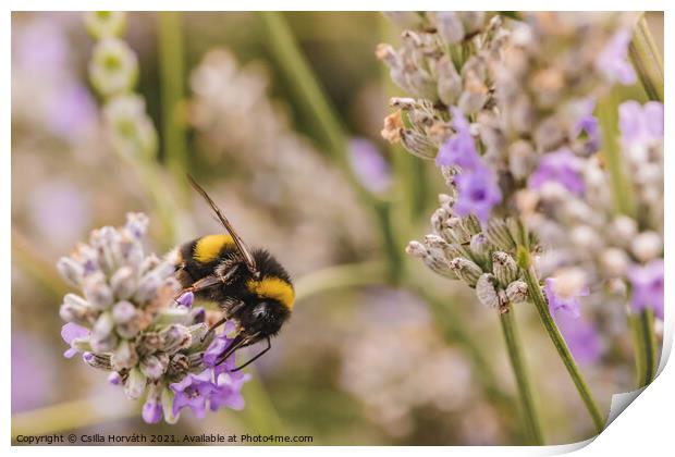 Bumblebee collecting pollen Print by Csilla Horváth