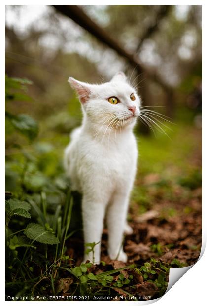 White cat in nature Print by Fanis Zerzelides