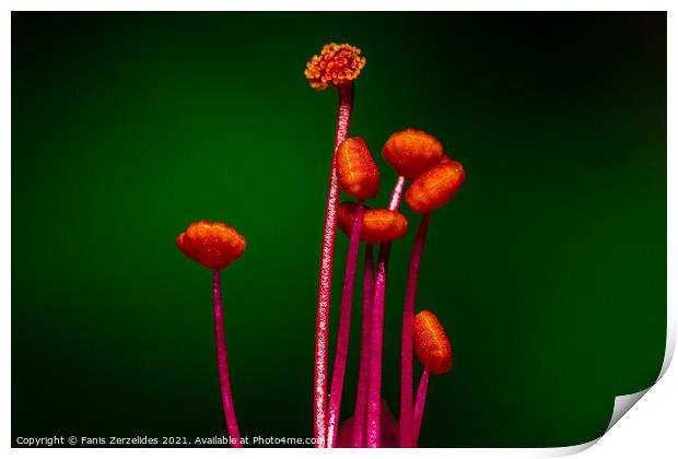 Pistil Macro Print by Fanis Zerzelides