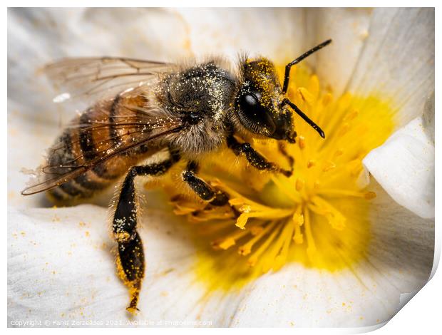 Shower of pollen Print by Fanis Zerzelides