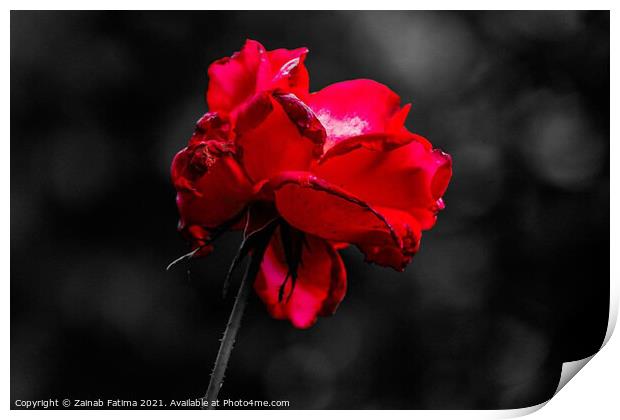 Red Rose Print by Zainab Fatima