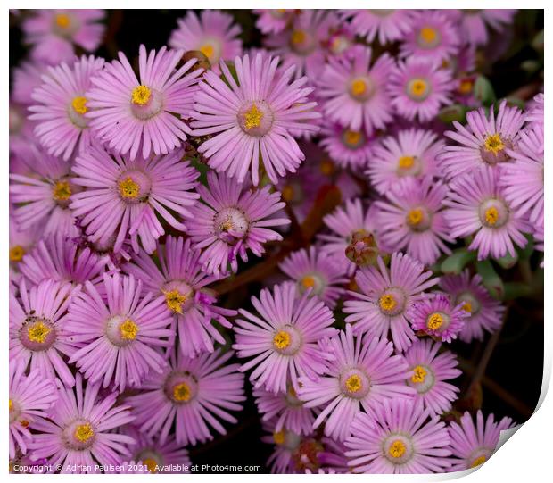 Small pink flowers Print by Adrian Paulsen