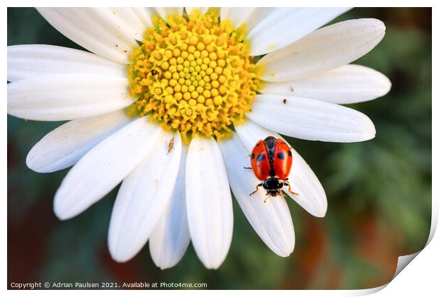 White Daisy Print by Adrian Paulsen