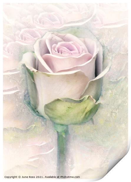 Beauty of the Rose Print by June Ross