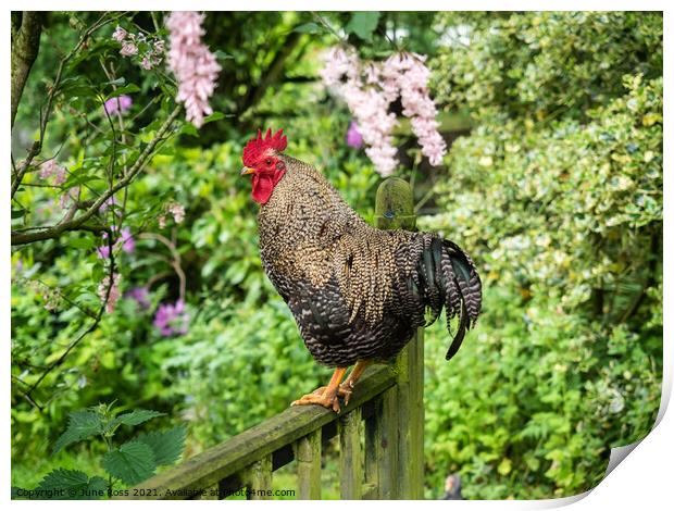 Cockerel on a Garden Fence Print by June Ross