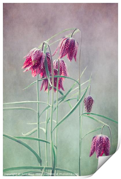 Fritillaria Meleagris  Print by June Ross