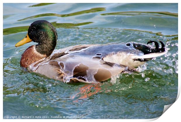 Water off a Duck's Back Print by Richard J. Kyte