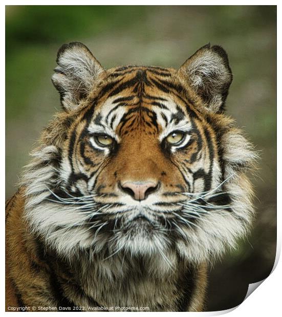 Sumatran Tiger Print by Stephen Davis