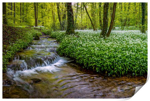Wild Garlic in Full Bloom by a Forest Stream Print by Alan Le Bon