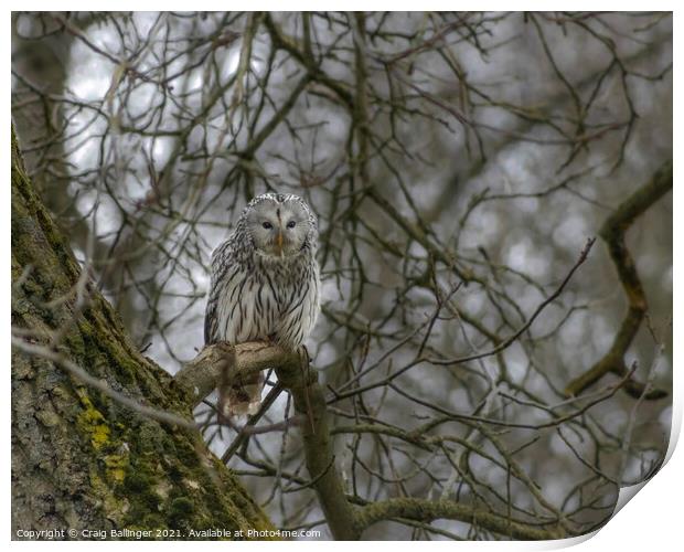 SILENTLY WATCHING Print by Craig Ballinger