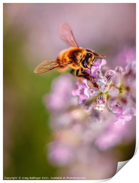 Bee on Lavendar Print by Craig Ballinger
