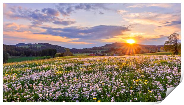 Colourful spring meadow at sunset Print by Andreas Föll