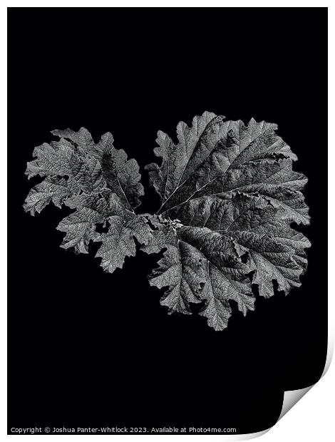 leaf Print by Joshua Panter-Whitlock