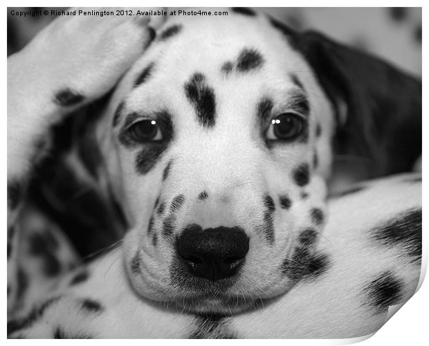 bed time puppy Print by Richard Penlington