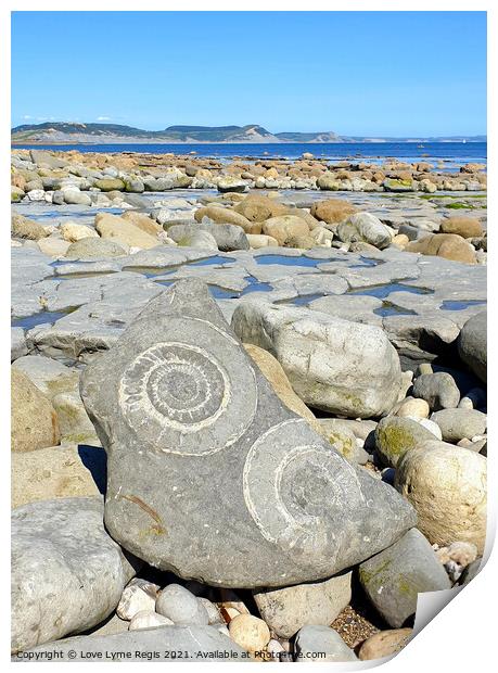 Large ammonite fossils Lyme Regis Print by Love Lyme Regis