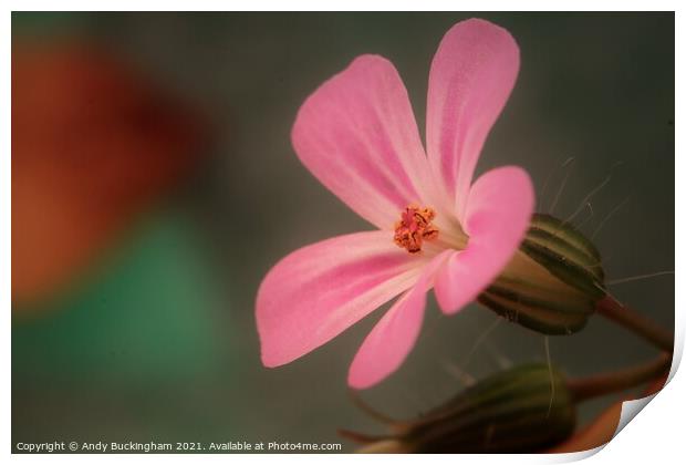  Robert Geranium Print by Andy Buckingham