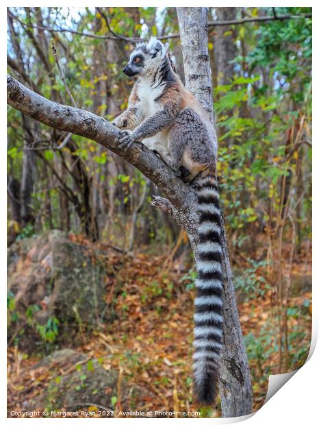 Ring-tailed lemur Print by Margaret Ryan