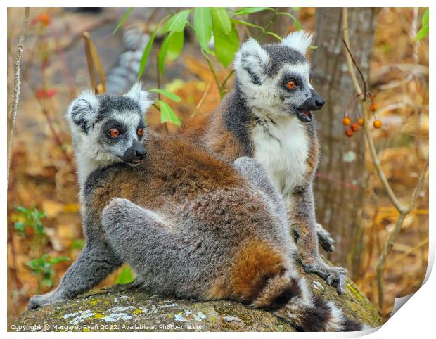Curious Pair of Ring-Tailed Lemurs in Madagascar Print by Margaret Ryan