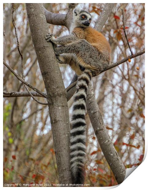 Madagascar's Mammalian Marvel Print by Margaret Ryan