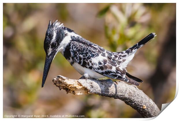 Observed Prey: Pied Kingfisher's Dive Print by Margaret Ryan