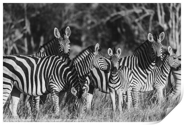 Plains Zebra Family  Print by Margaret Ryan