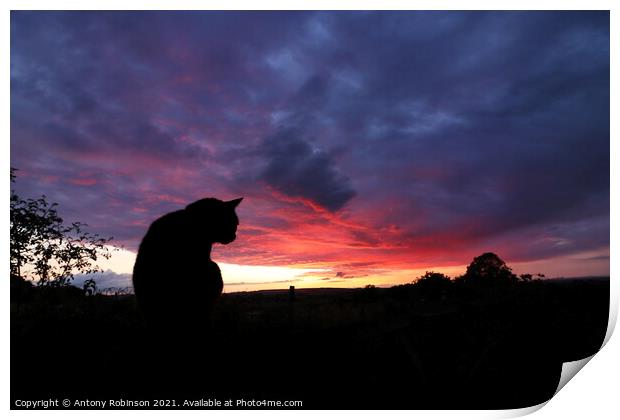 Majestic Black Cat Gazing at the Sunset Print by Antony Robinson