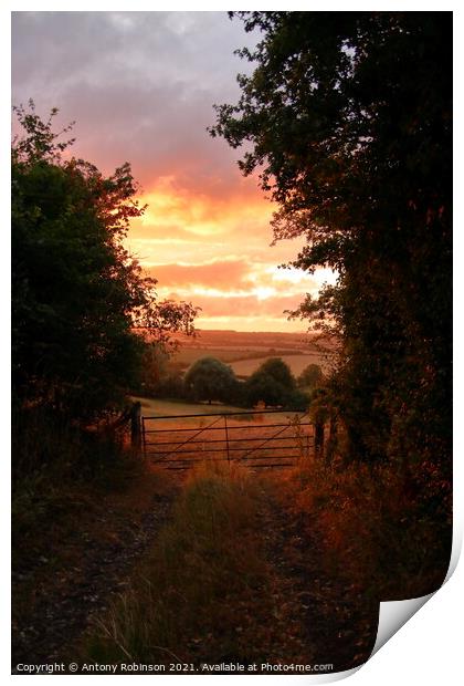 Golden Hour in the Countryside Print by Antony Robinson