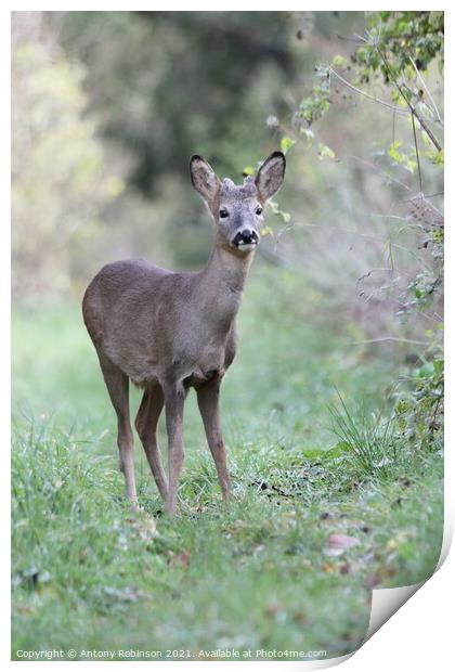 Portrait of a roe deer Print by Antony Robinson