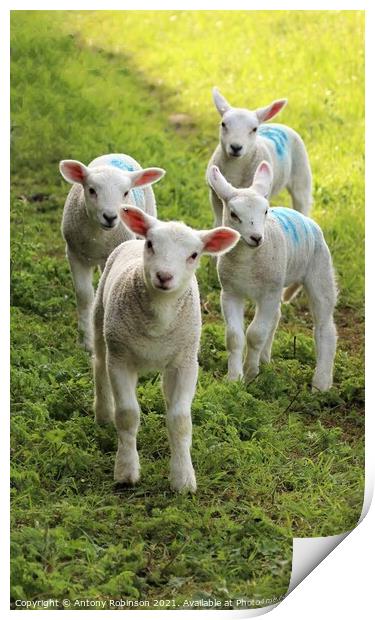 Four curious spring lambs Print by Antony Robinson