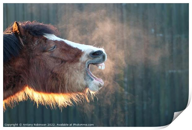 Yawning horse  Print by Antony Robinson