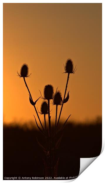 Thistles at sunset Print by Antony Robinson
