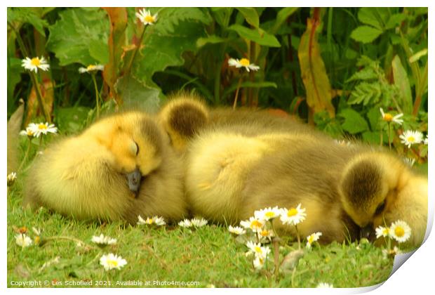 Ducklings Asleep  Print by Les Schofield