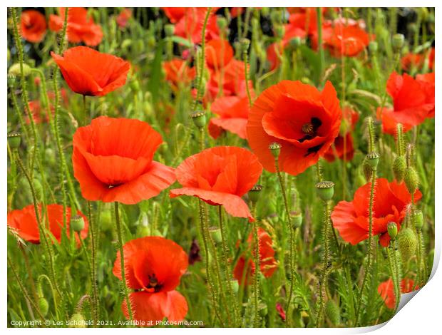 Poppies Print by Les Schofield